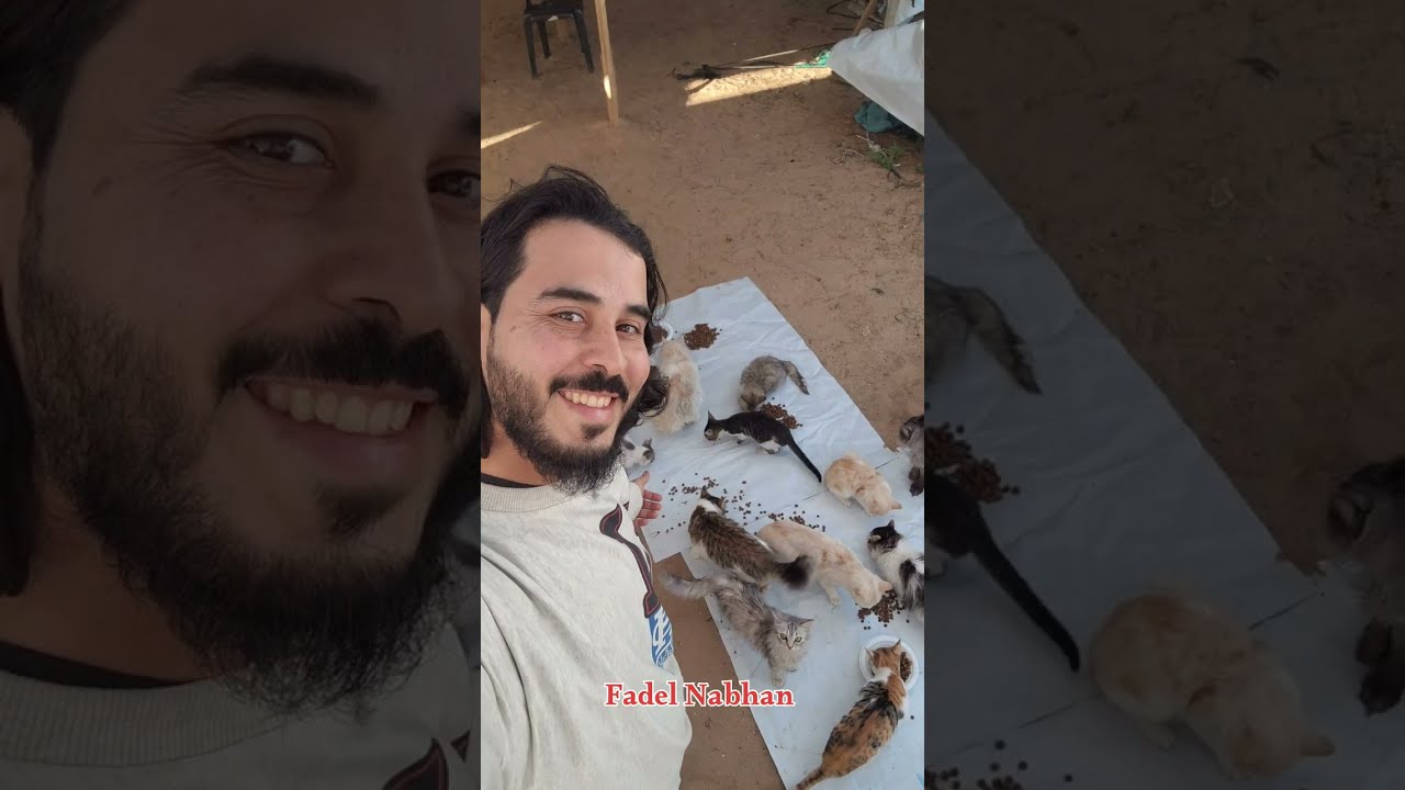 قطط كثيرة ترعاهم أمرأة شاهد ما القصة وجولة اطعام قطط شوارع 