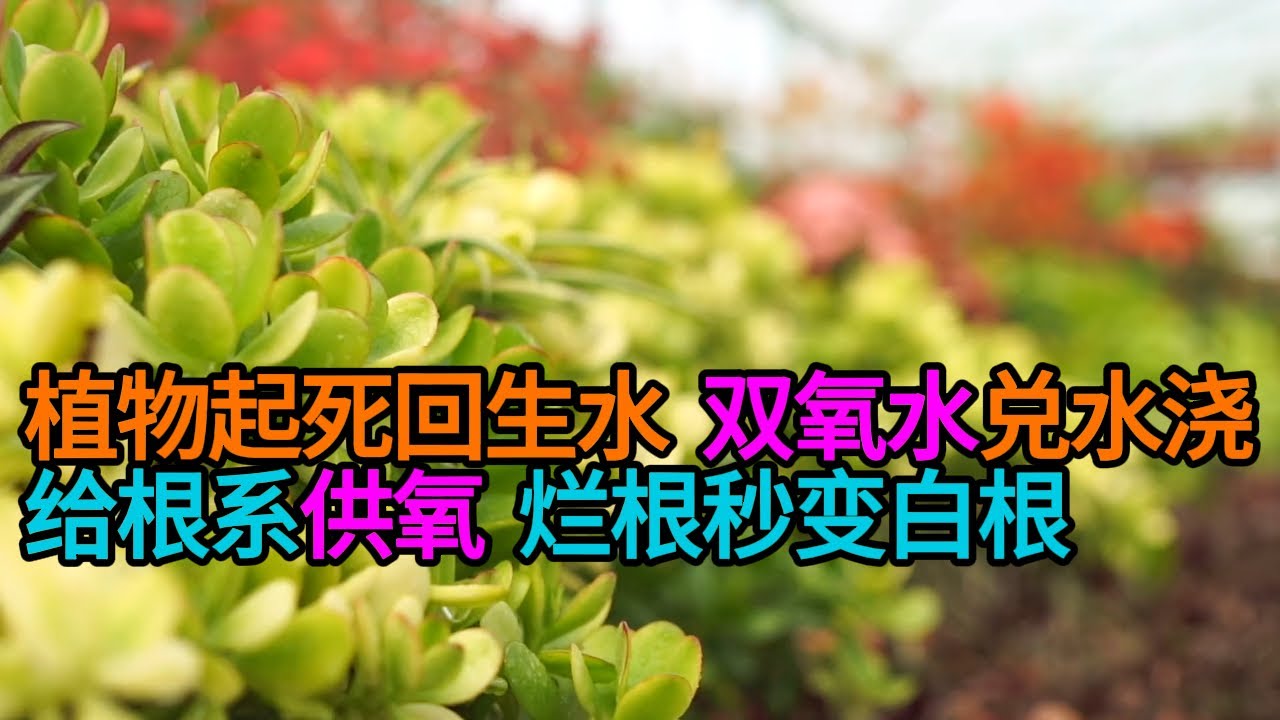 烂根植物的“起死回生水”！3%双氧水兑水浇，给根系“供氧”，烂根秒变白根！#園藝 #養花 #新手養花
