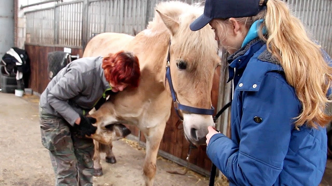 Heeft mijn paard PIJN na onze VAL? 😰🤕