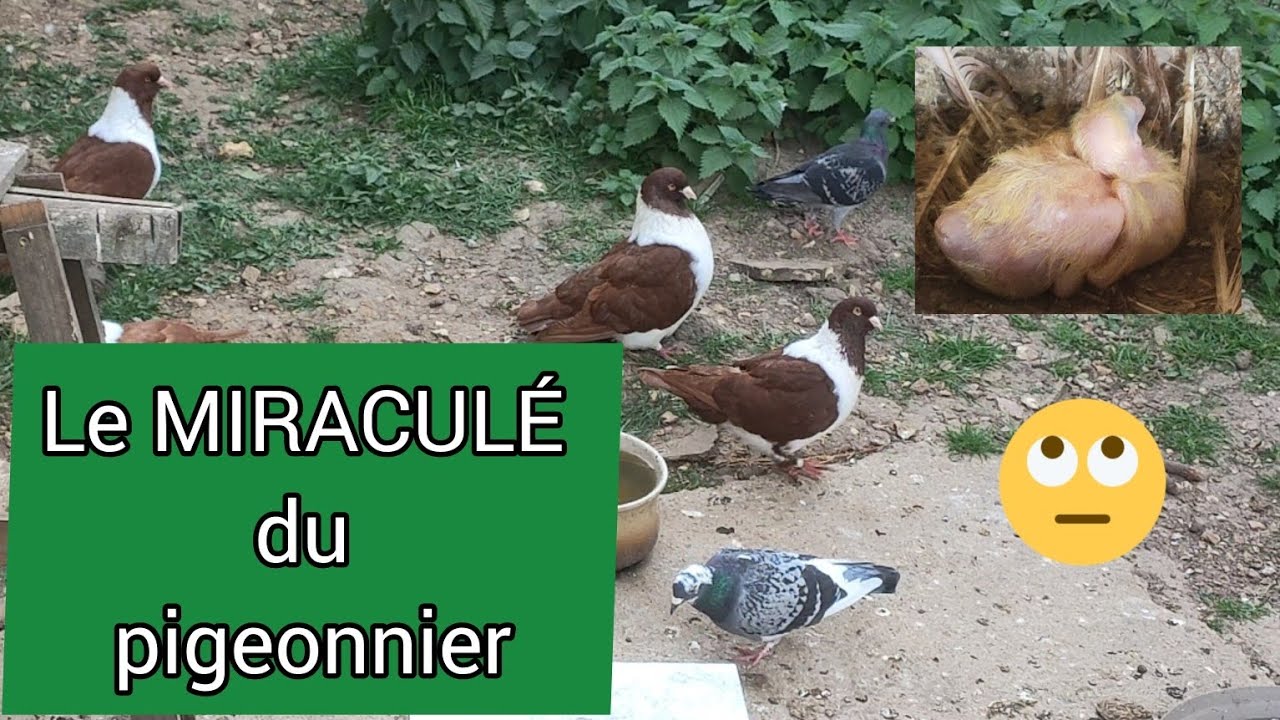 Visite du Pigeonnier + Un Miraculé du Froid !