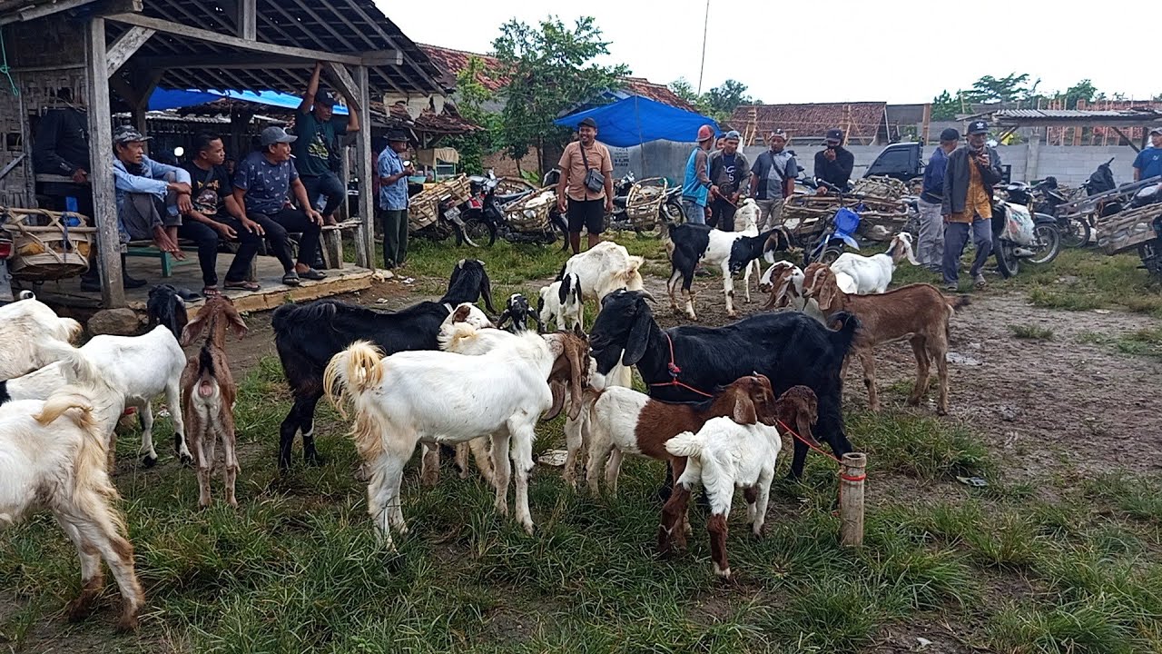 Kambing istimewa masuk pasar harganya ajur