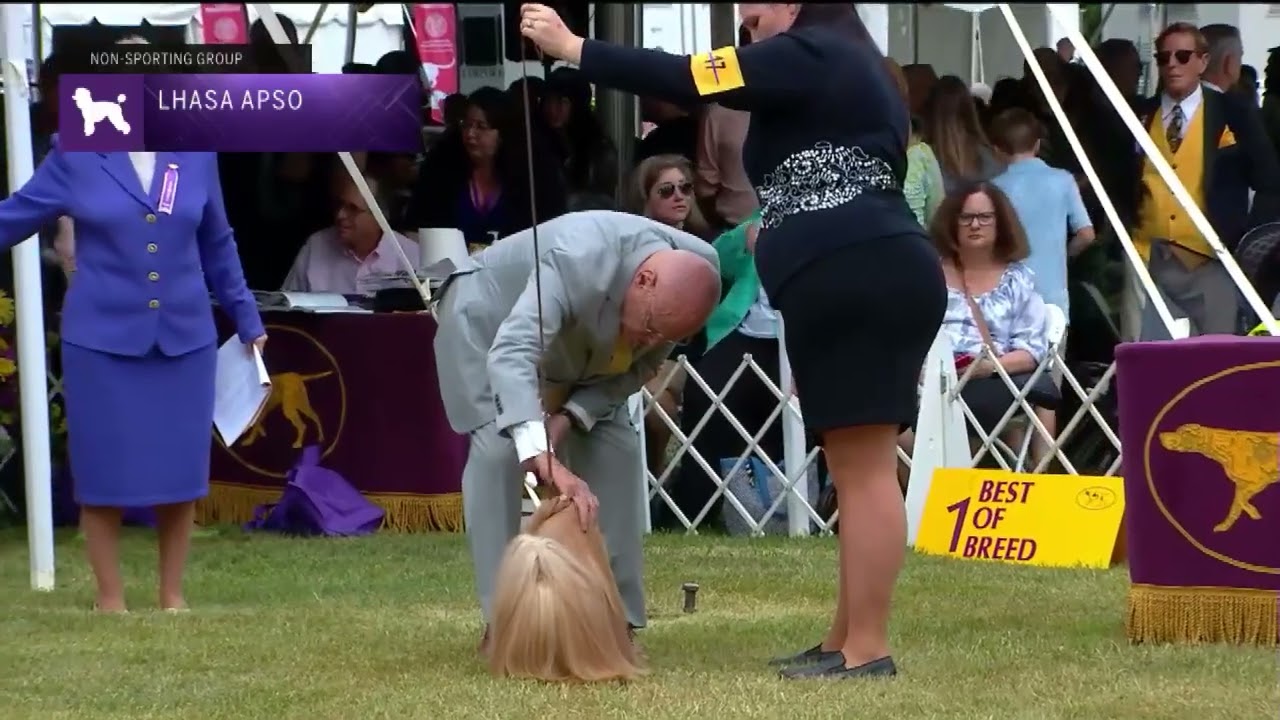 Lhasa Apsos | Breed Judging 2022