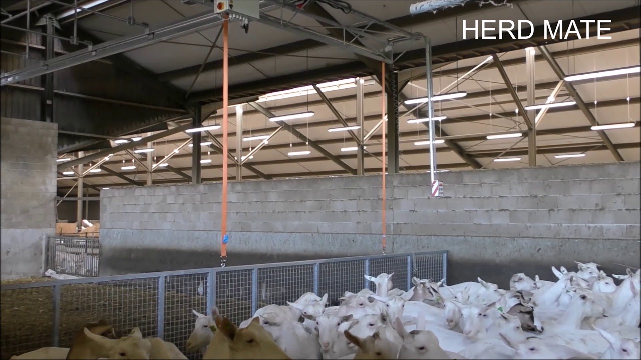 Herd Mate geiten opdrijfhek - Driving fence goats - Ziegen gitter Van Dinther BV