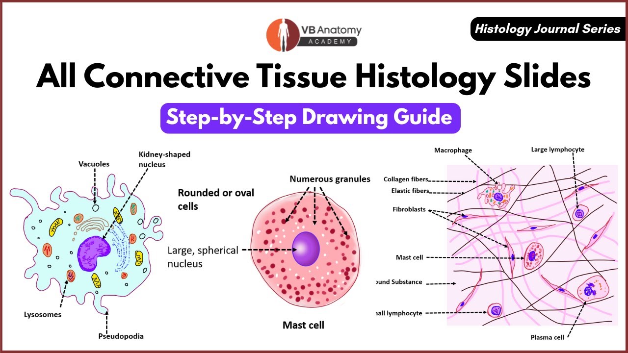 How to Draw Connective Tissue Histology Slides | Histology Journal Series