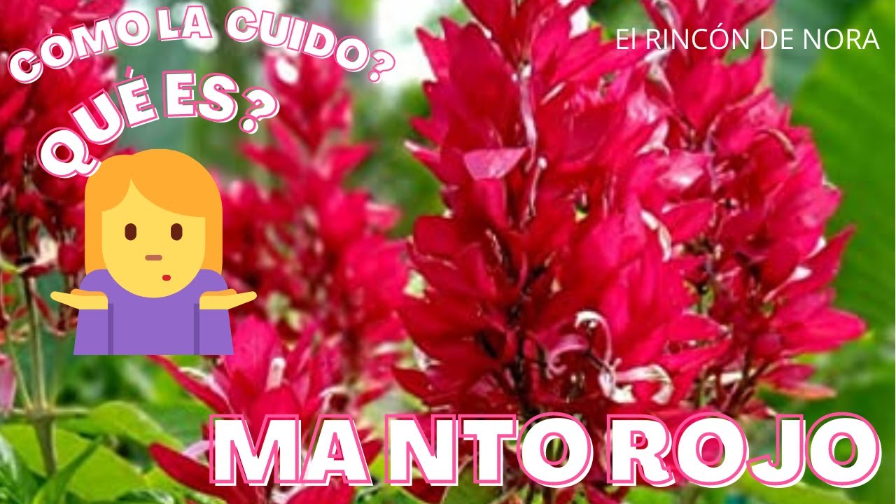😱😲Datos que te aseguro no sabías de la PLANTA MANTO ROJO /MEGASKEPASMA|| EL RINCÓN DE NORA 🌿