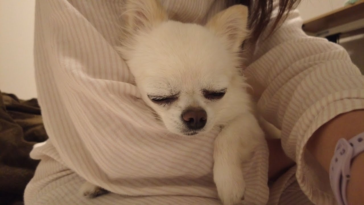 【寝る前に必ずすること】愛犬の甘えん坊チワワを溺愛する飼い主