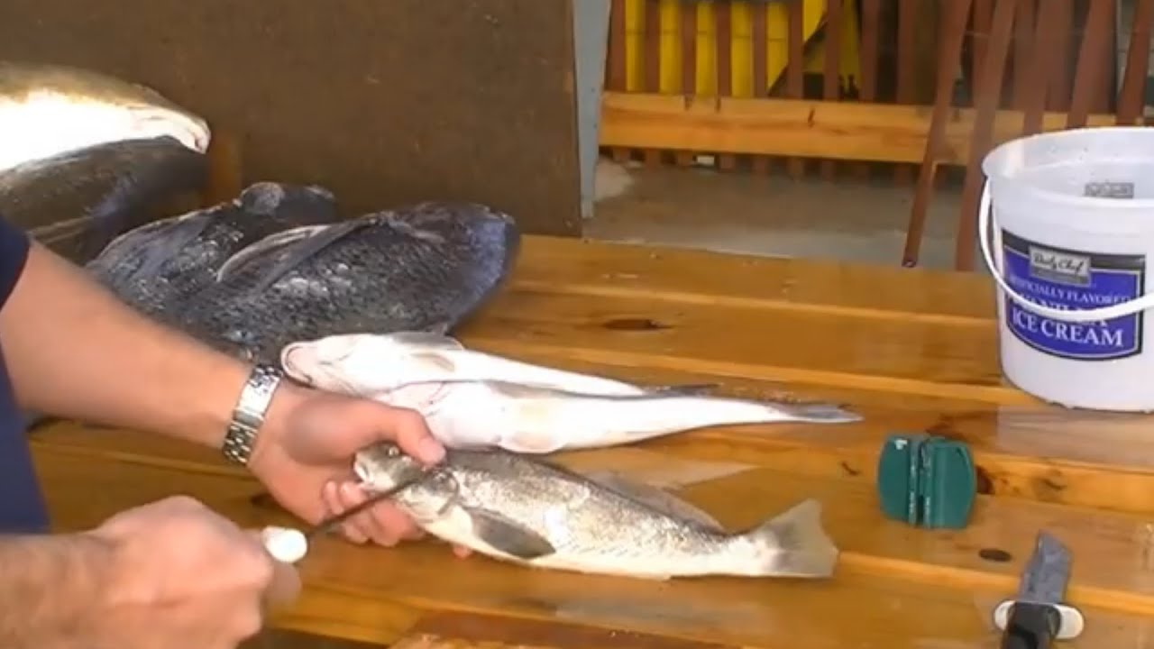 Redneck 101- How to Fillet Whiting Quickly (Southern Kingfish, Channel Mullet)