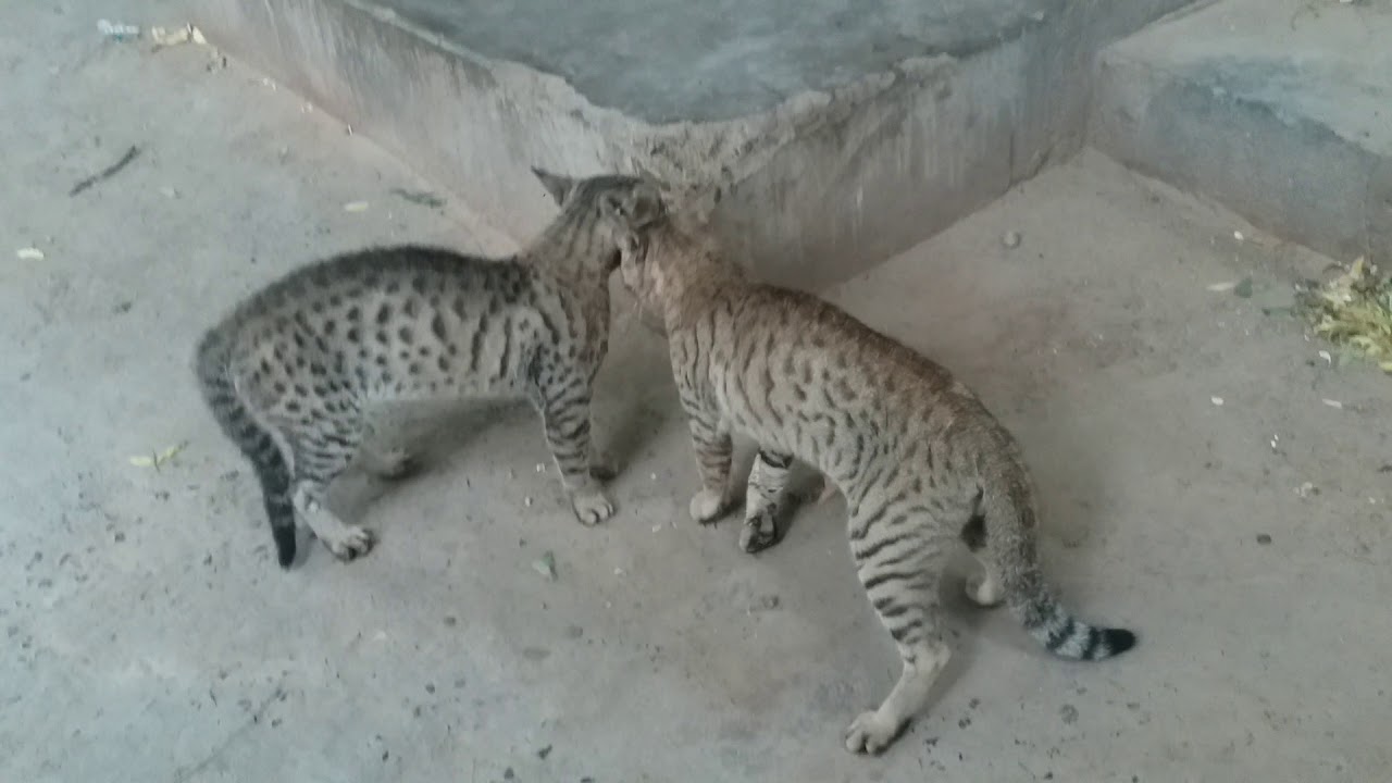Real. Cat. Fight