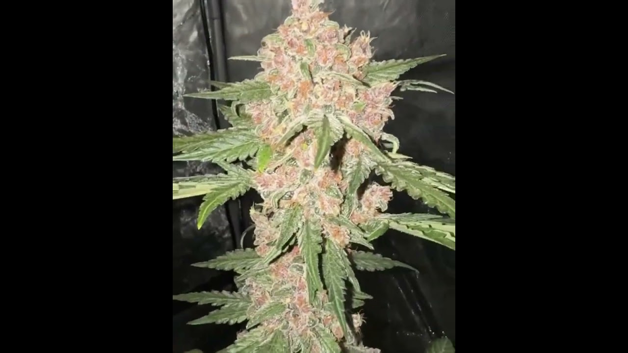 LEMON CHERRY COOKIES AUTO&trade;🍋🍒 Fast Buds | Indica grown by  growlikeadon
