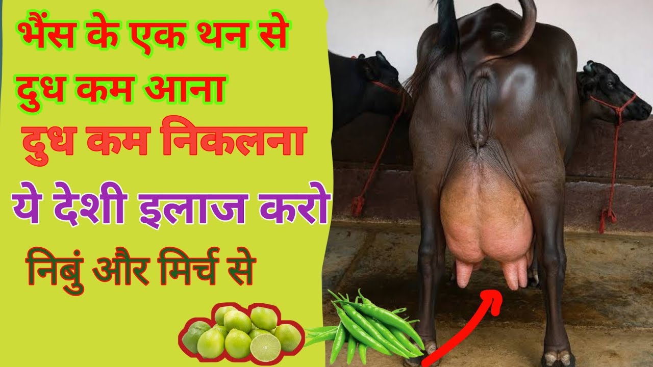 गाय भैंस के थन से दुध कम आना ये देशी इलाज करो 👌| थन से दुध कम निकलना