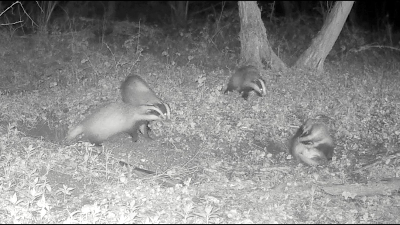 Watch the badgers play!