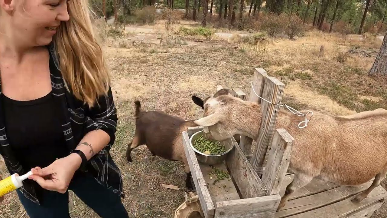 Preparing Our Goats for Winter: Vitamins, Hoof Care, & Moving the bucks