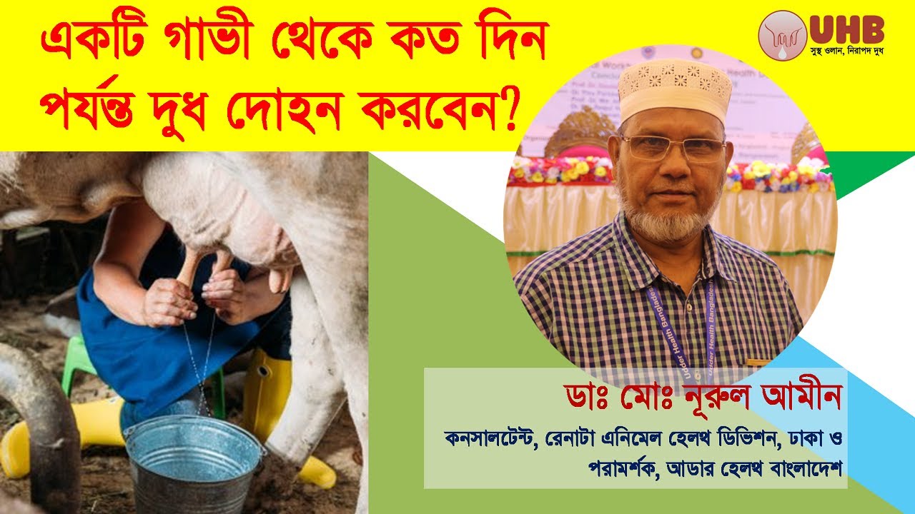 একটি গাভী থেকে কতদিন পর্যন্ত দুধ দোহন করবেন