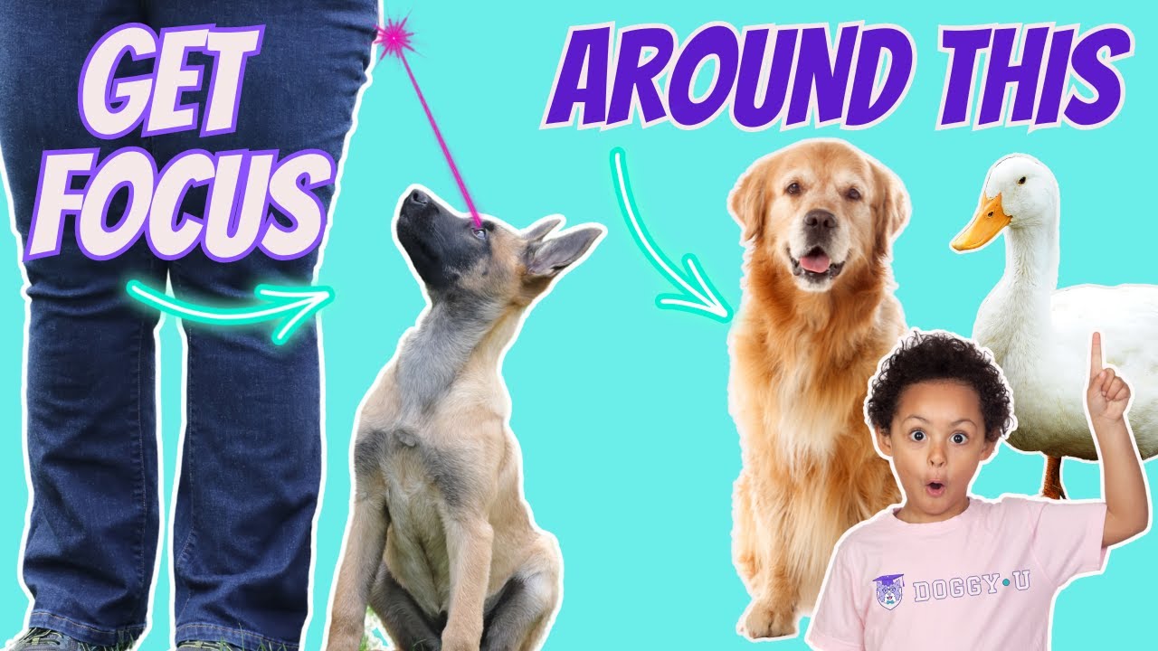 Train Your Puppy to Focus On You Around Distractions