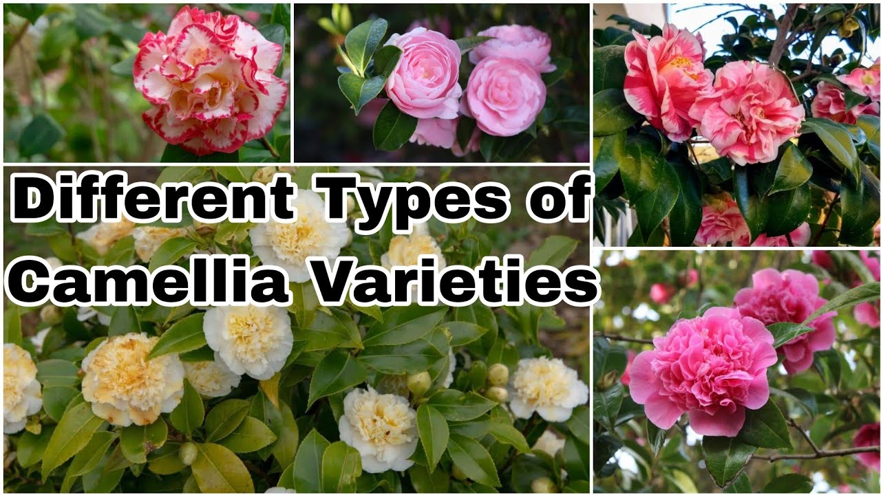 23 Different Types of Camellia Flower | Camellia Plant