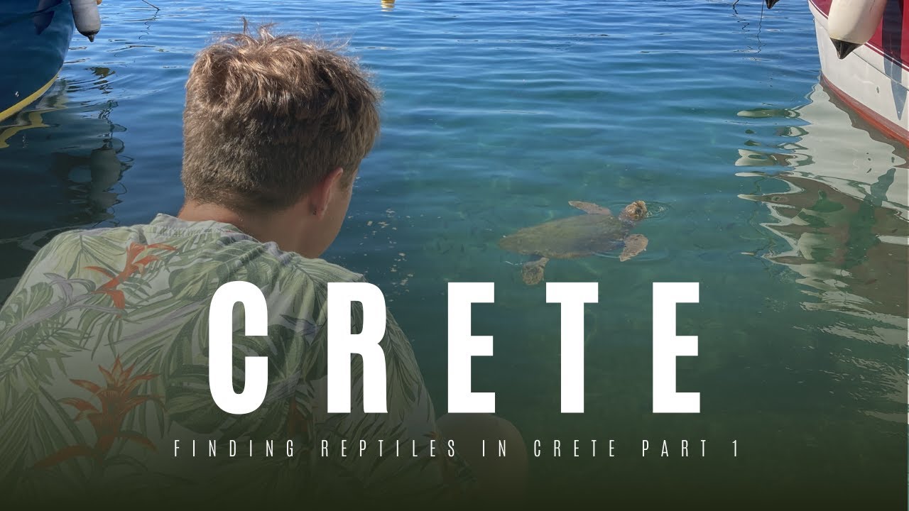 the reptiles here are amazing! (Herping in Crete part 1)