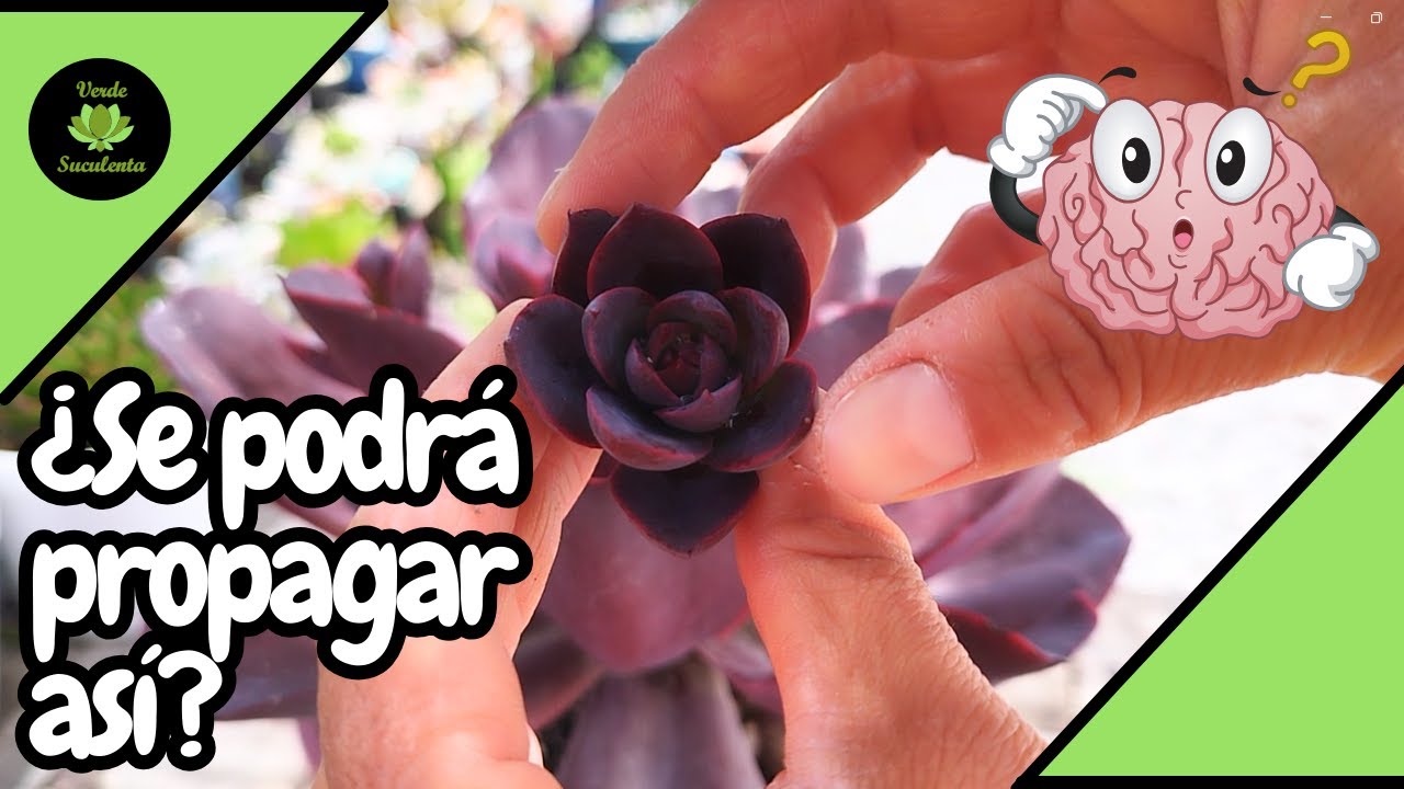 ¿Qué pasa cuando se intenta propagar una E. hortensia por vara floral?