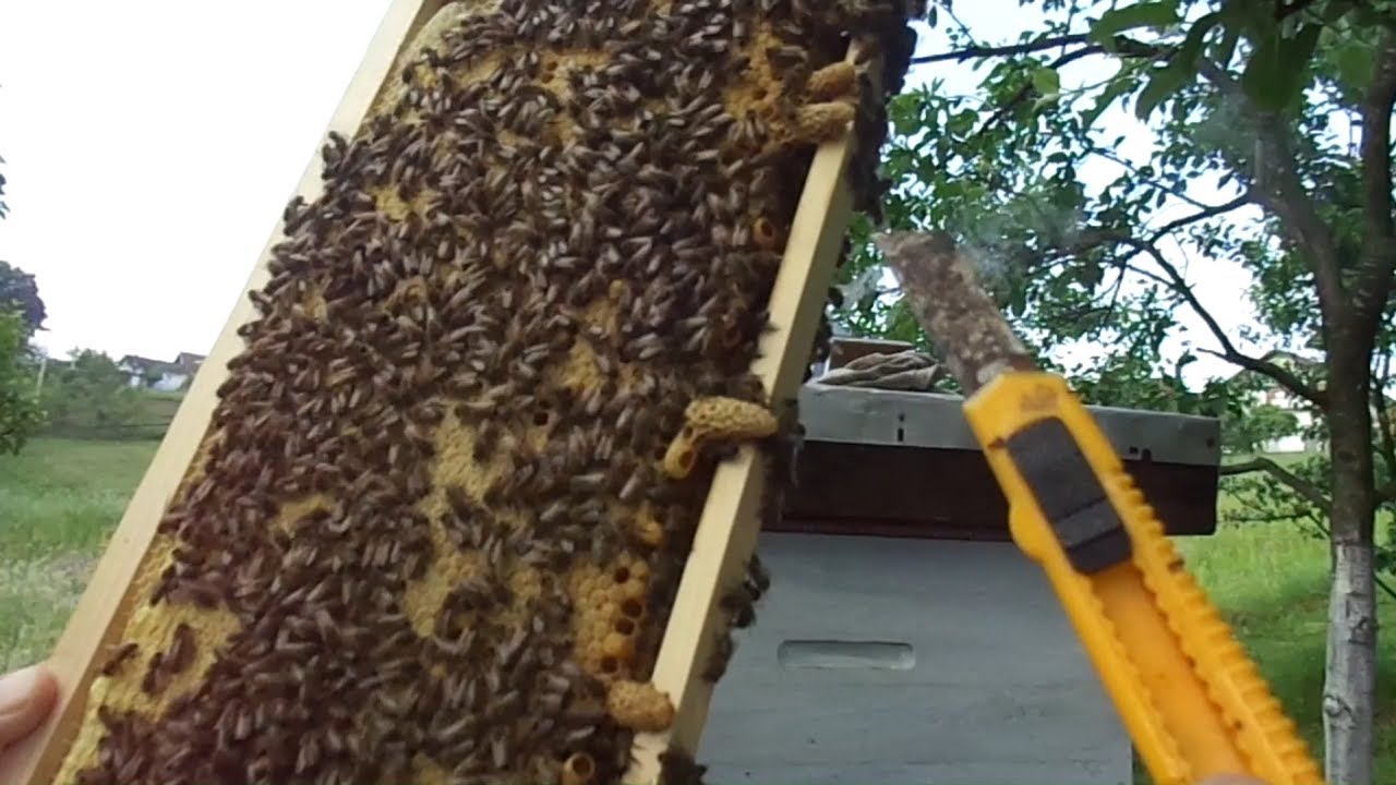 Selekcija i čišćenje matičnjaka, 17. 5. 2017.