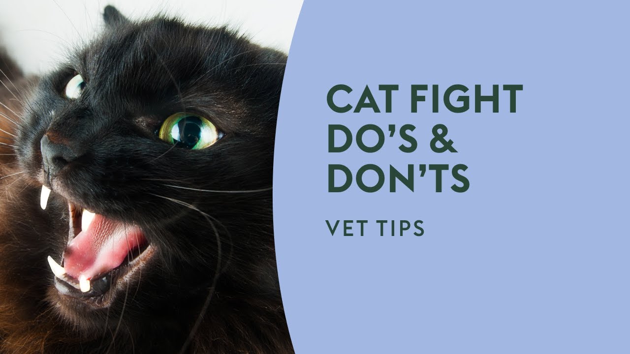 Cat Fight Do’s & Don’ts · Vet Tips