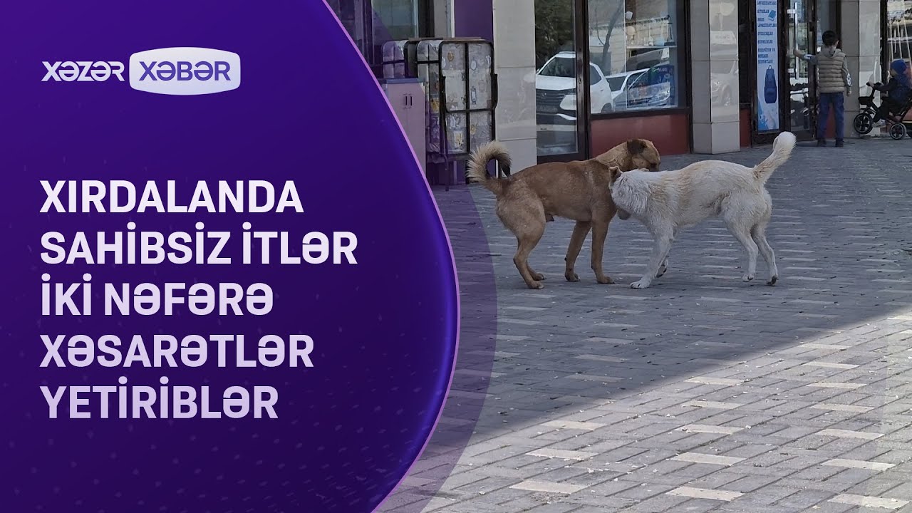 Xırdalanda sahibsiz itlər iki nəfərə xəsarətlər yetiriblər
