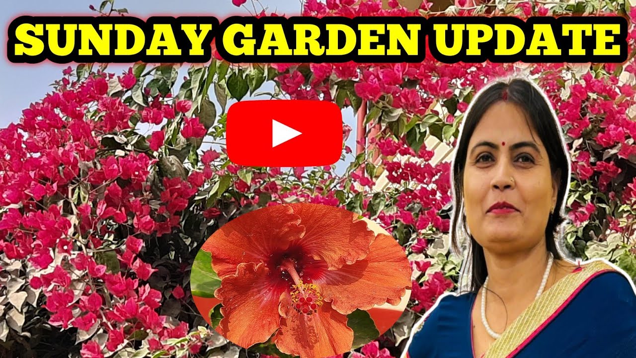 SUNDAY GARDEN UPDATE || JANUARY LAST SUNDAY GARDEN OVERVIEW || SUNDAY UPDATE 
