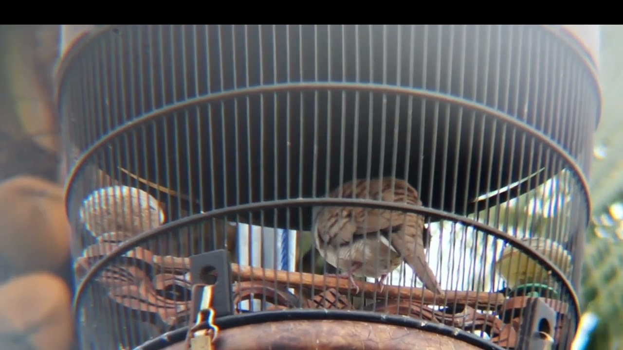 Perkutut lokal alam irama doble ketek