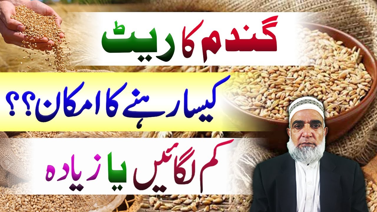 Expected Rate Forecast for Wheat Price in Pakistan || Crop Reformer