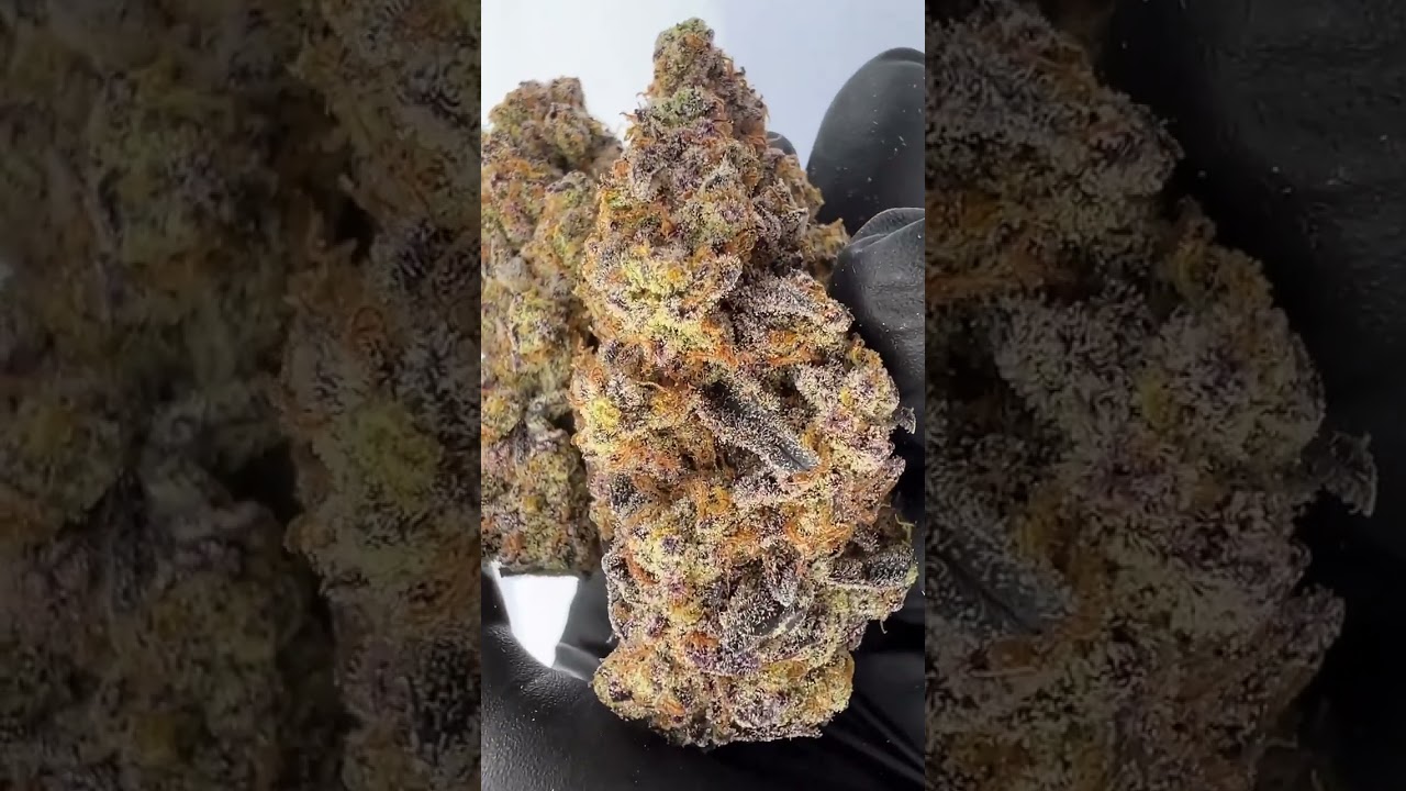 Cookie Wreck Strain Grown by The Laughing Goat #shorts