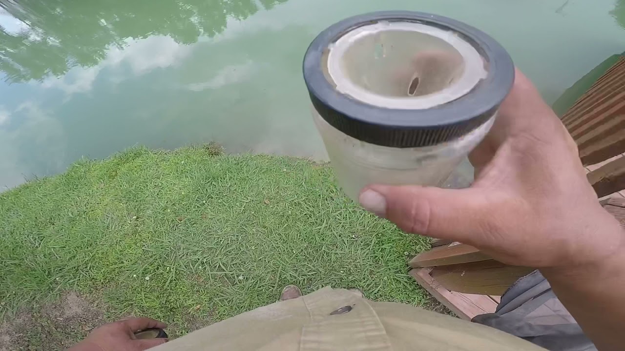 Magic minnow trap(huge haul )