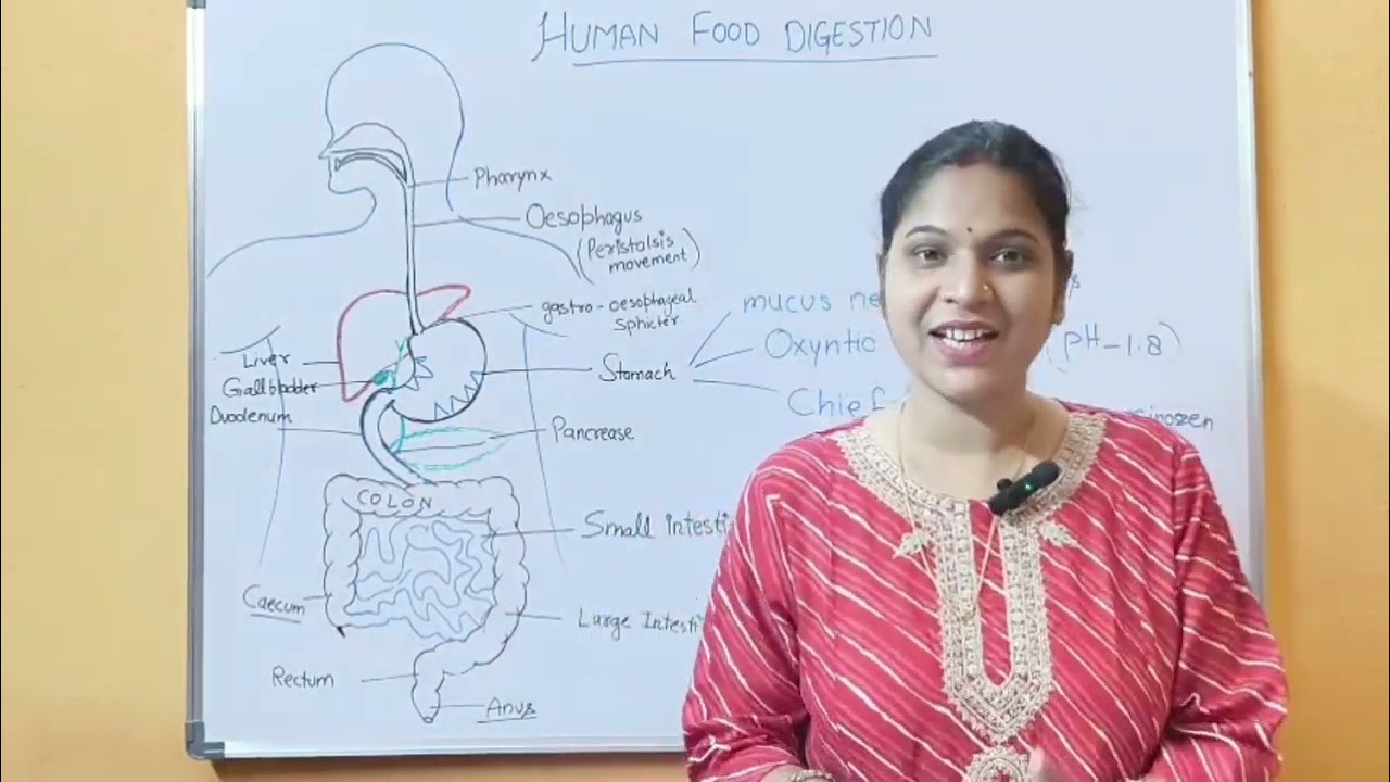 Nutrition part 7  (Digestive system part  3) by supesh maam