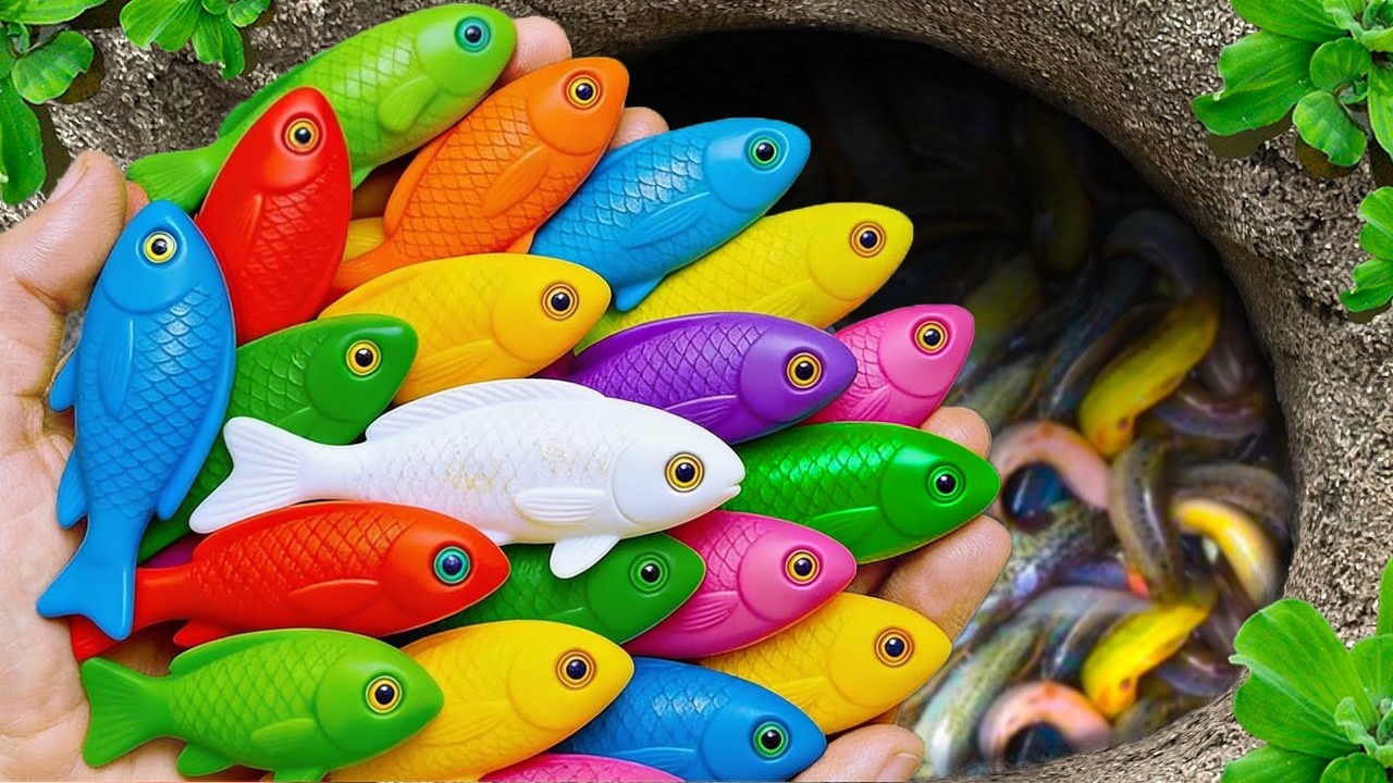 Catch beautiful aquarium fish in small pond baby turtles, eel, pencil fish, blue guppy, shrimp, carp