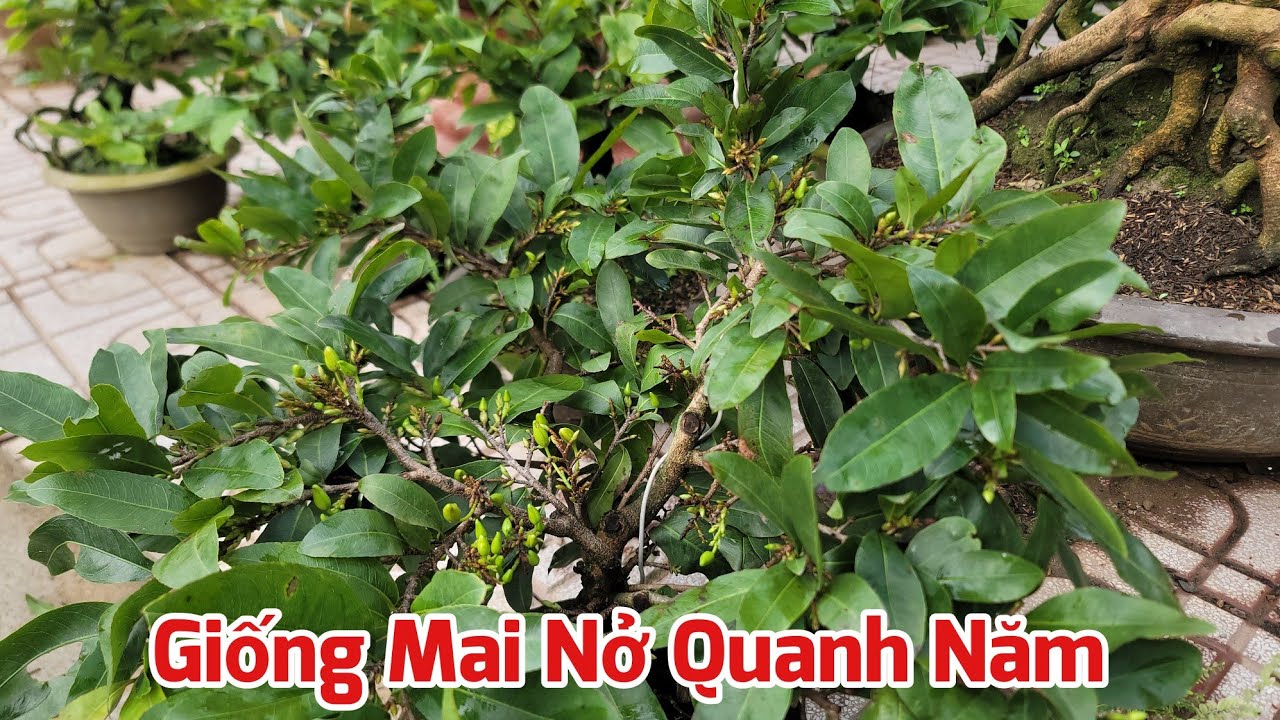Giống Mai Đột Biến Nở Hoa Quanh Năm - Ng&agrave;y 27/09/2023