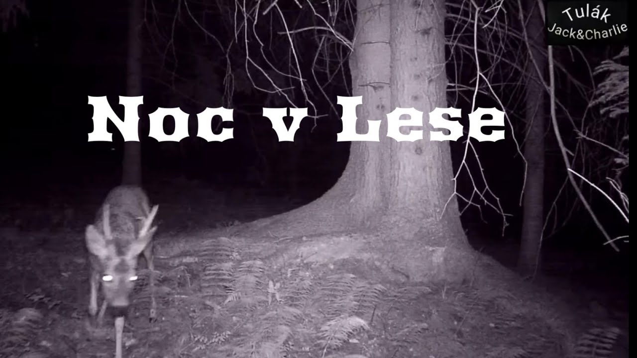 Z&aacute;znam z fotopasti #7 | Slezsk&eacute; Beskydy