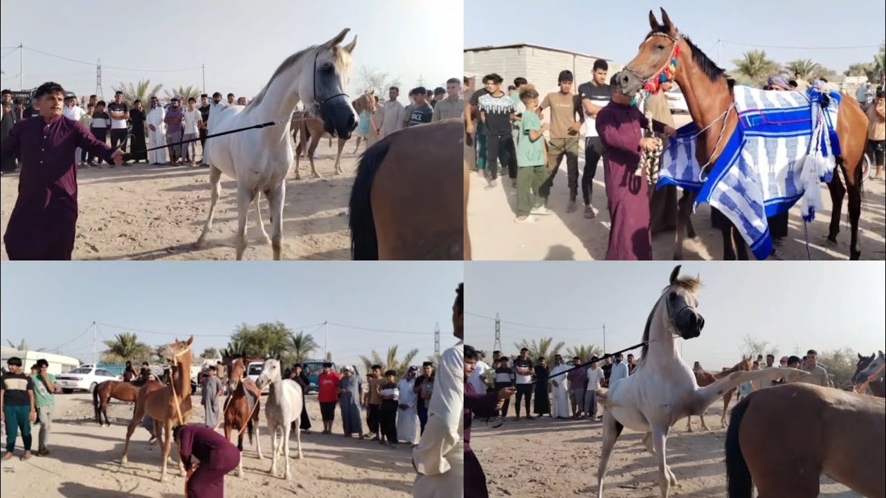 حصان عربي أصيل أبلق وصل2,500.000 مليونين ونص😱🐎ثلاث خيول أنباعن 1000.000مليون😱