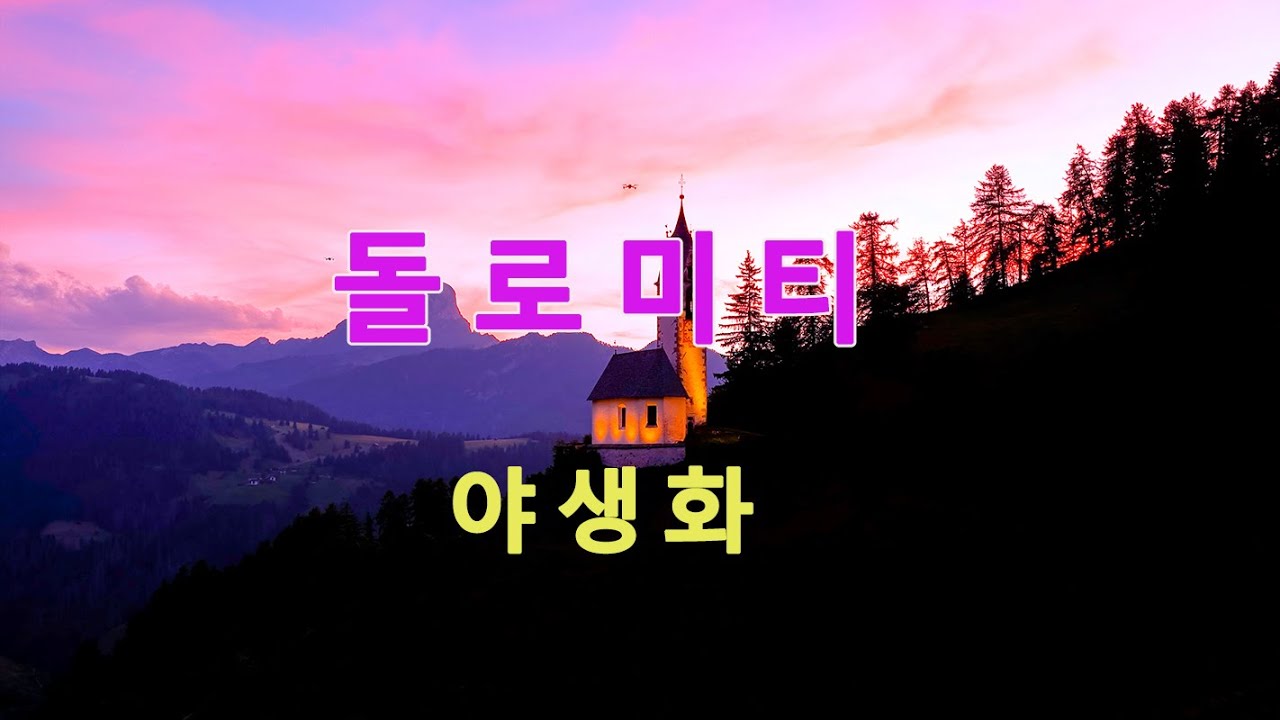 이탈리아 돌로미티 야생화