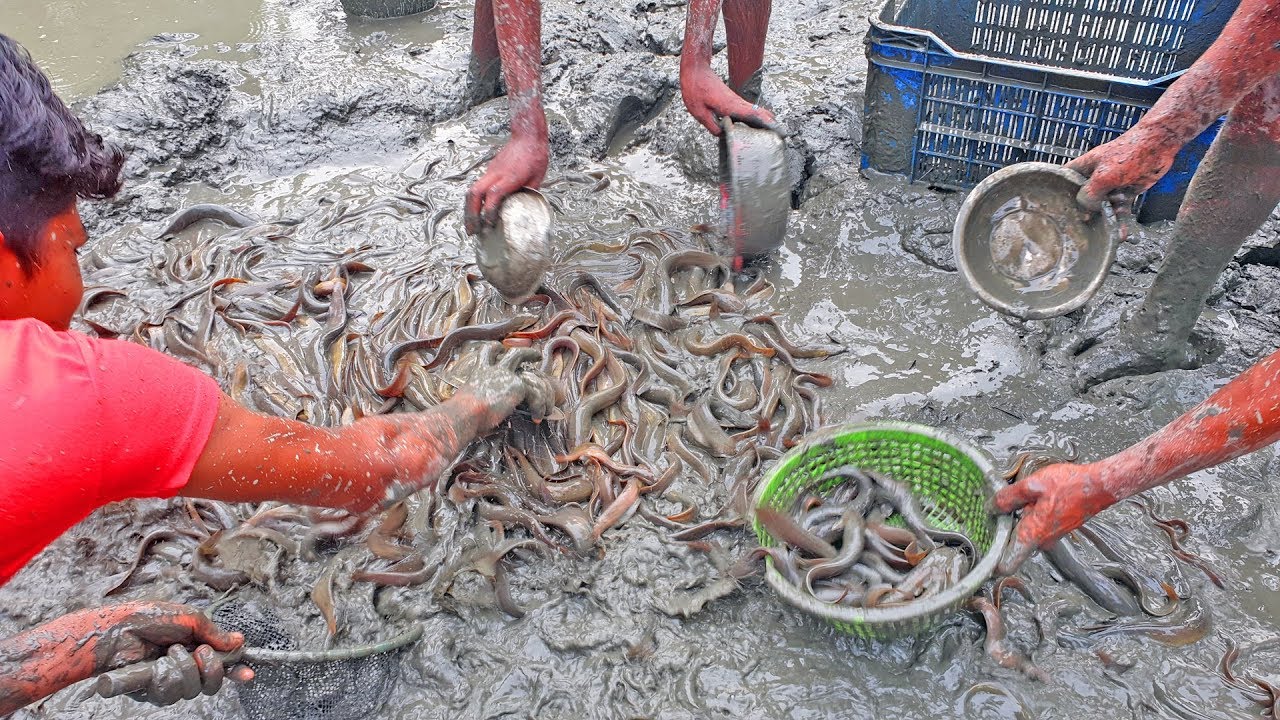Best Mud Water catfish fishing by hand | Catfish harvesting  from fish muddy pond