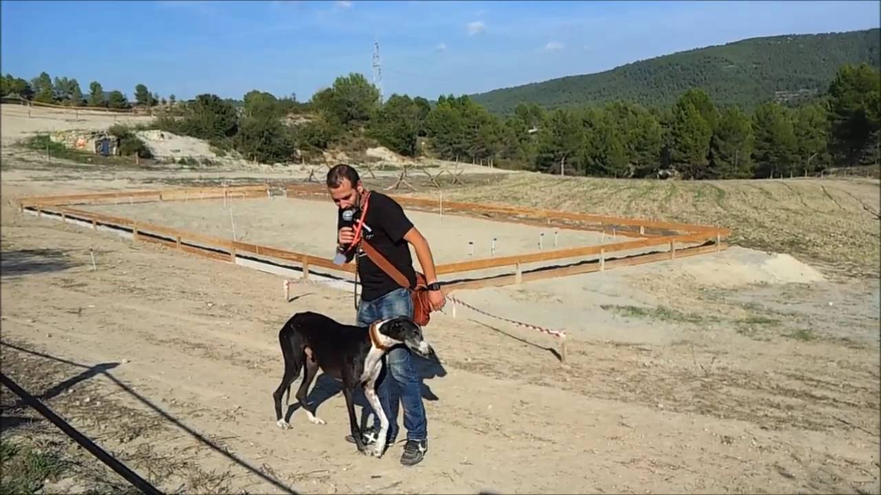 Miedo en los Galgos