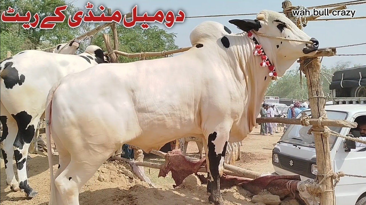 Today Domail Mandi Latest Fatehjangi  Rate's Update Eid-ul-Azha 2025 (@Wahbullcrazy )Bakra Mandi