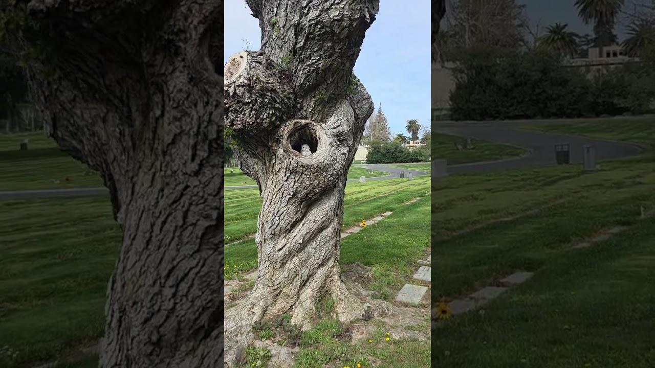 East Lawn Memorial Park