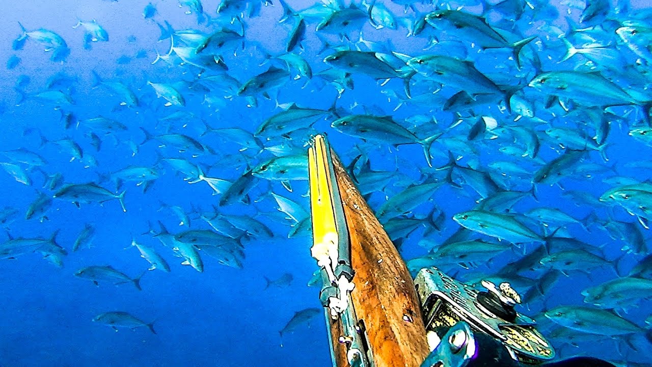 Spearfishing AMBERJACKS - Ψαροτούφεκο Μαγιάτικα - Το μεγάλο κοπάδι