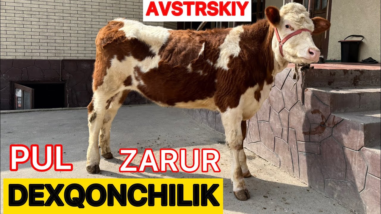🛑DEXQONDAN TOZZA SIMENTAL GUNAJIN SOTILADI‼️PUL ZARUR