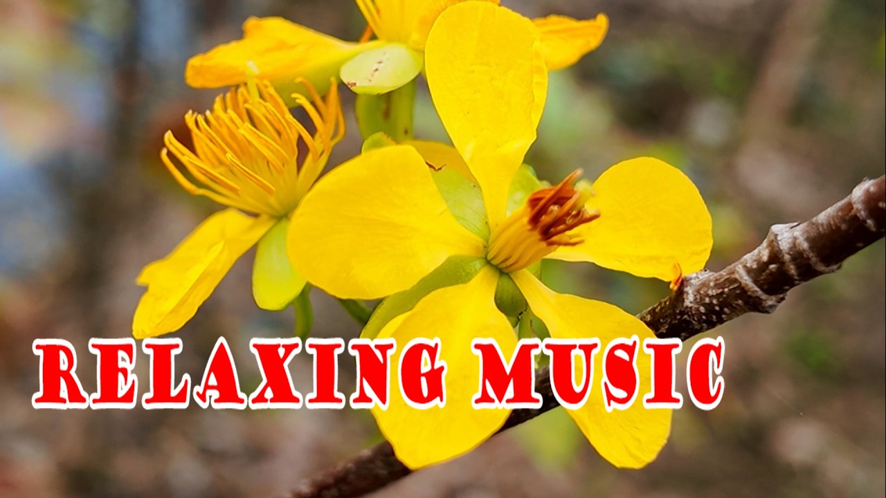 Relaxing music - Music that beautifies your soul and reduces stress-Vgreen music February 26, 2026
