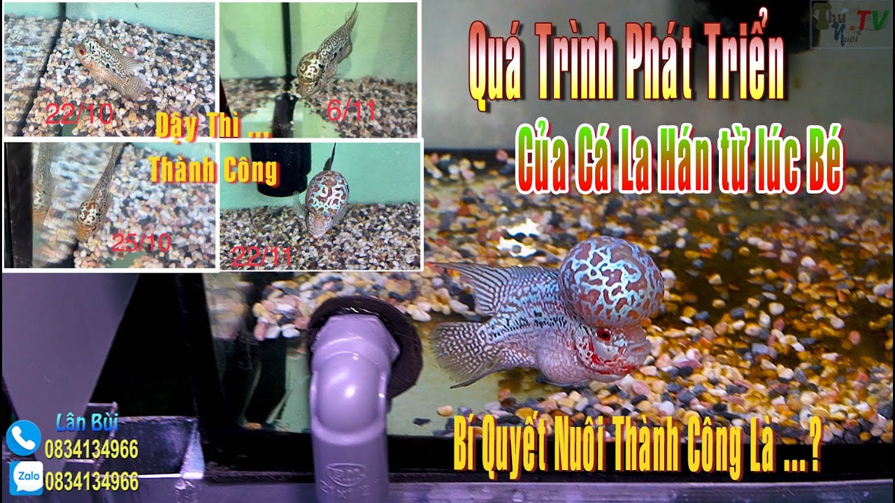 Quá Trình Phát Triển Của Cá La Hán : Bí Quyết Của Sự Thành Công
