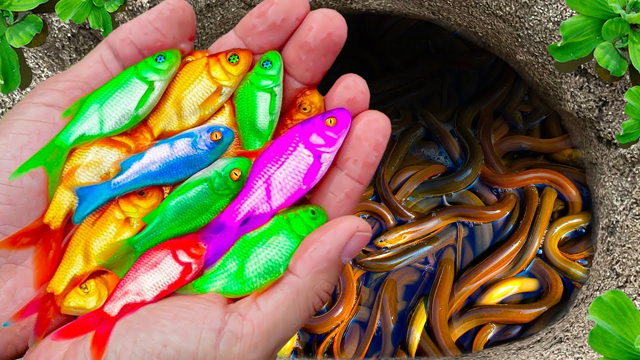 The Incredible Catch Freshwater Aquarium Fish In Small Pond, Carp, Baby Turtle, Goldfish, Guppies