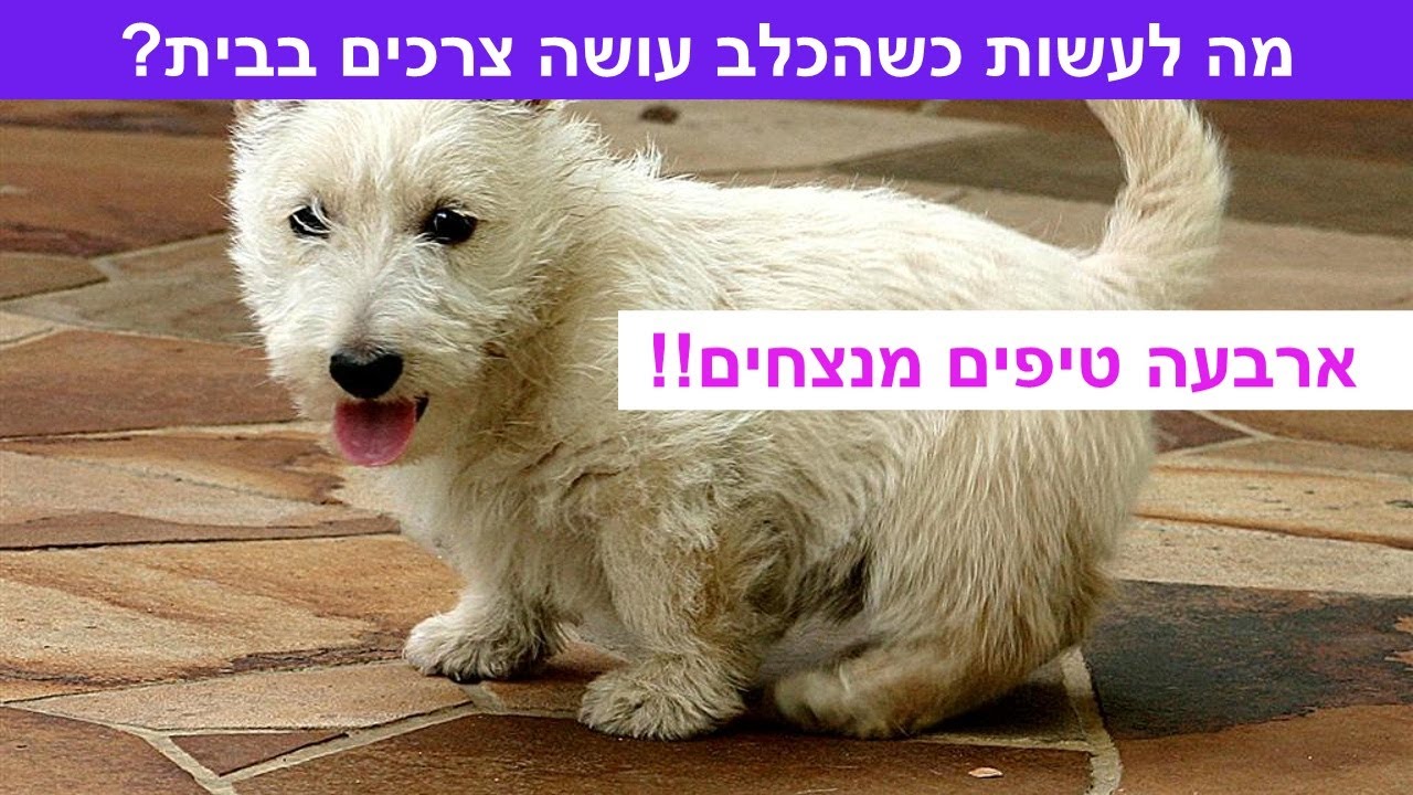הכלב עושה צרכים בבית? הנה הטיפים הכי חשובים לגמילה מצרכים!