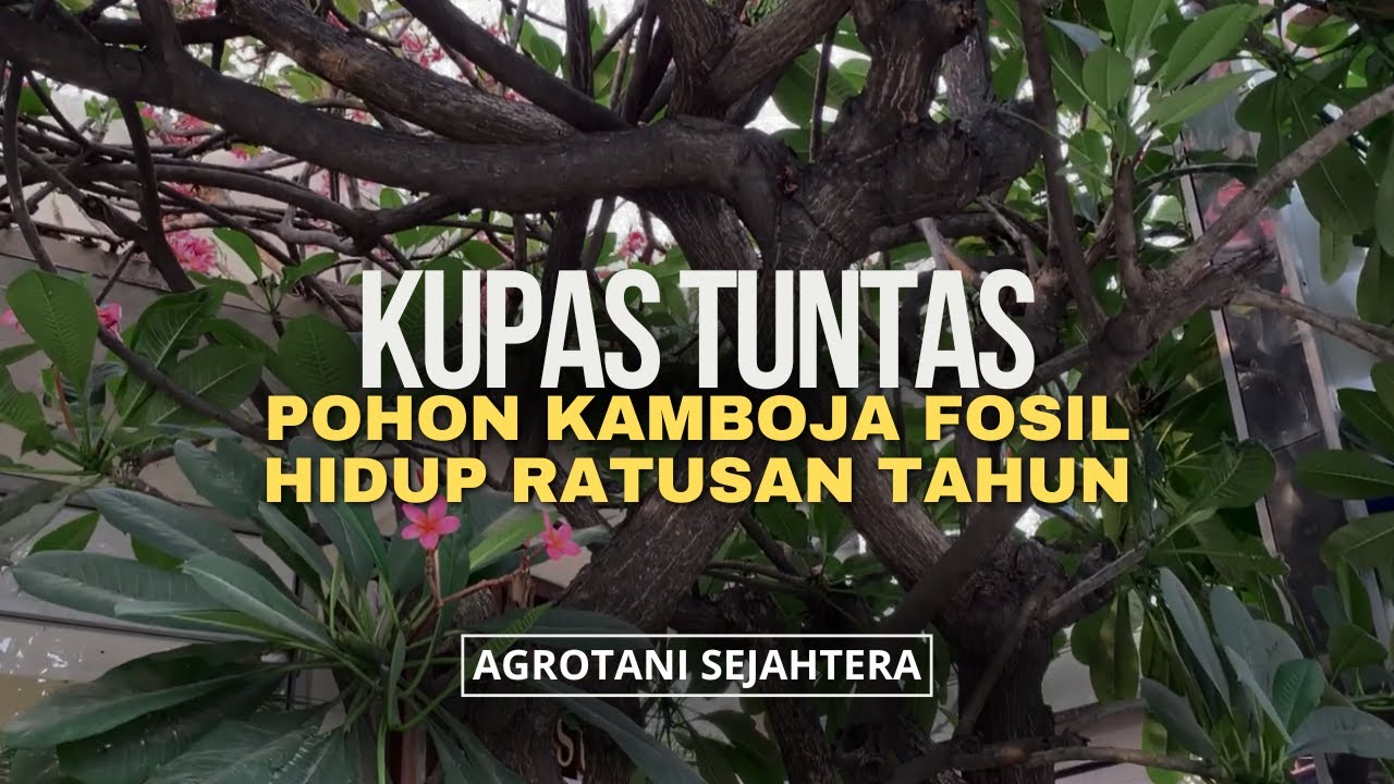 SERBA SERBI KAMBOJA FOSIL