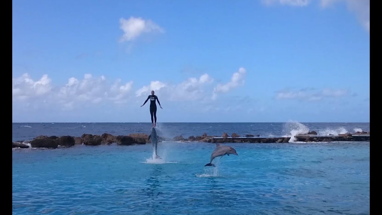 Dolphin Show at Dolphin Academy Curacao