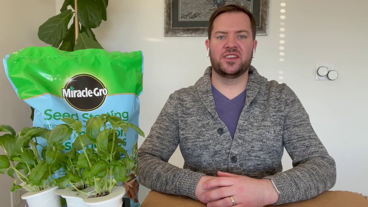 Click & Grow Basil Transplanting