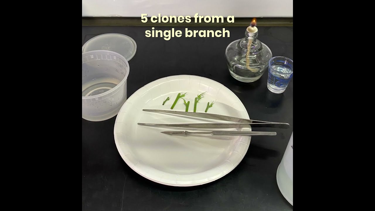 Cannabis Tissue Culture Easy and Cheap