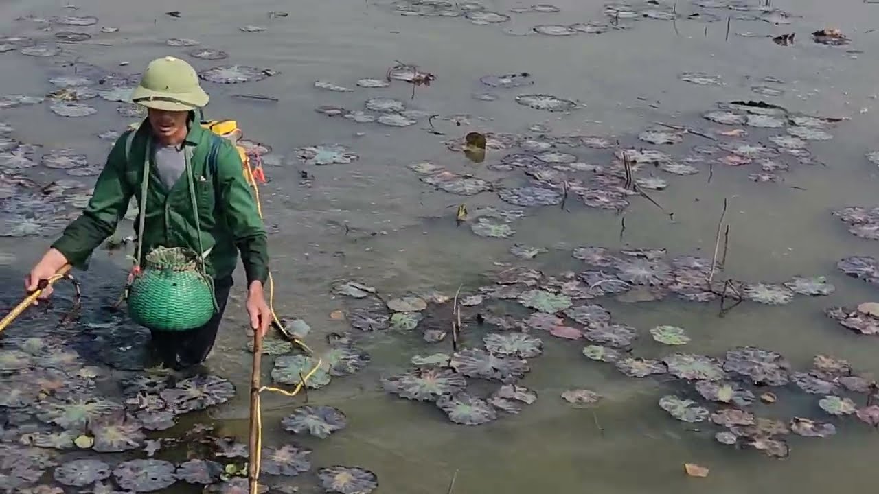 Jak zbierać egzotyczne ryby w Wietnamie | winvlog98